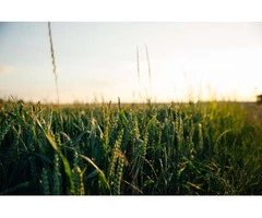 Need to get in touch with a licensed crop-cleaning firm in Halbury?