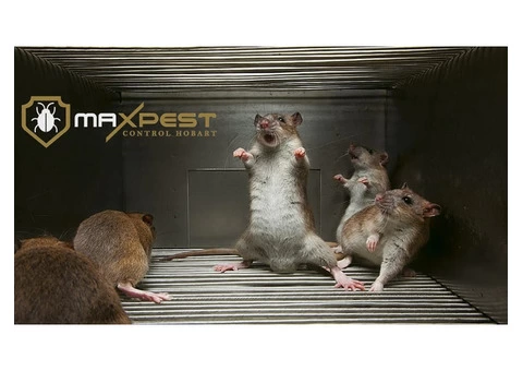 Rodent Control Hobart - 2/7