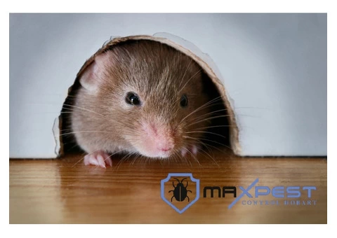 Rodent Control Hobart - 6/7