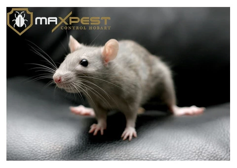 Rodent Control Hobart - 7/7