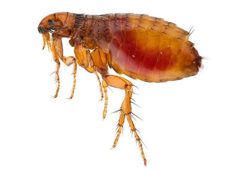 Flea Control Brisbane - 3/3