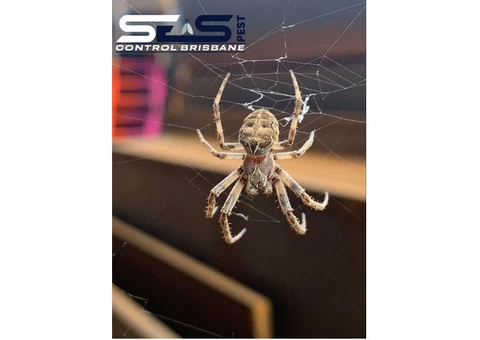 Spider Control Brisbane - 5/7