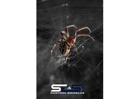 Spider Control Brisbane - 6/7