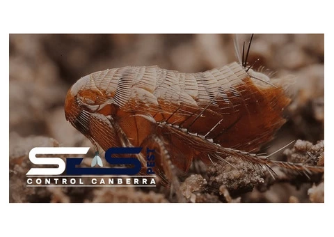 Fleas Control Canberra - 1/5