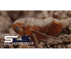 Fleas Control Canberra