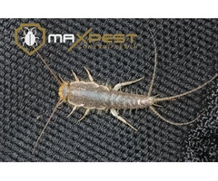 Pest Control Perth