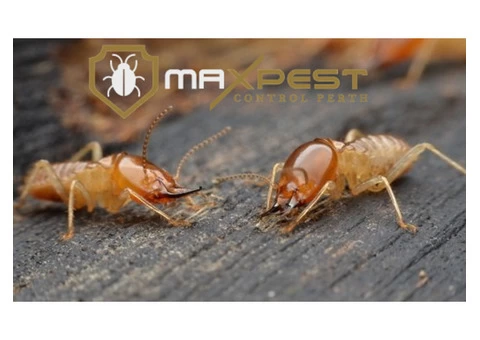 Pest Control Perth - 3/5