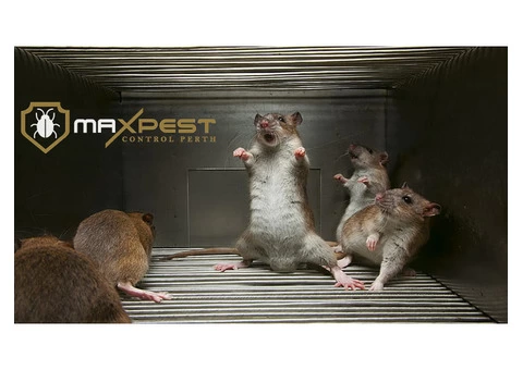 Pest Control Perth - 5/5