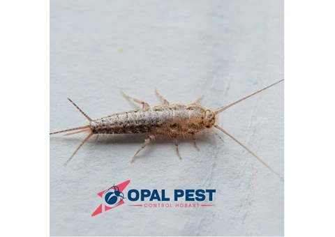 Pest Control Hobart - 3/7