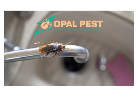 Pest Control Hobart - 4/7