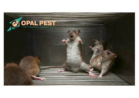Pest Control Hobart - 6/7