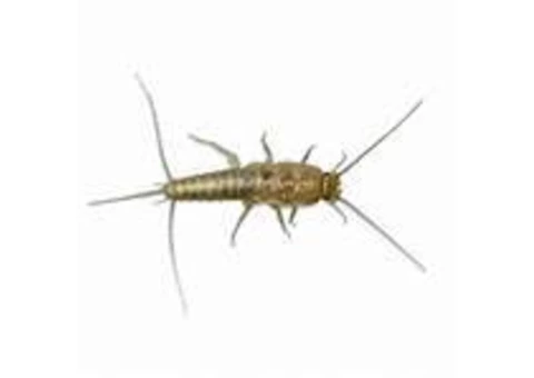 Silverfish Control Brisbane - 1/5