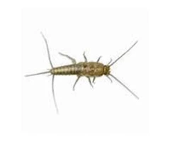 Silverfish Control Brisbane