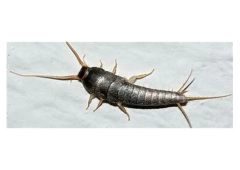 Silverfish Control Brisbane - 2/5