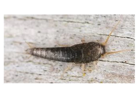 Silverfish Control Brisbane - 3/5