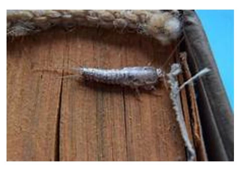 Silverfish Control Brisbane - 4/5