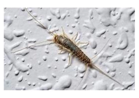 Silverfish Control Brisbane - 5/5