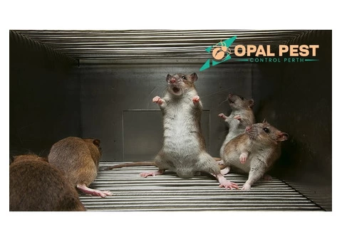 Pest Control Perth - 1/6