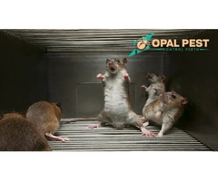 Pest Control Perth