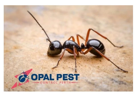 Pest Control Perth - 3/6