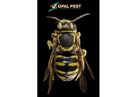 Pest Control Perth - 4/6