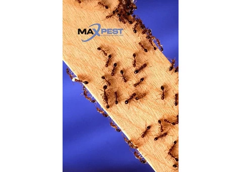 Pest Control Essendon - 4/6