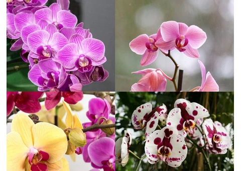 Bring lush Orchids! From Susan Avery
