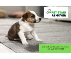 Best Carpet Pet Stain and odour Removal Service Melbourne | Call 1800961338