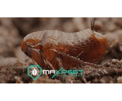 Flea Control Adelaide