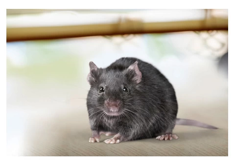 Rodent Control Adelaide - 1/4