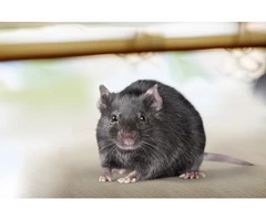 Rodent Control Adelaide