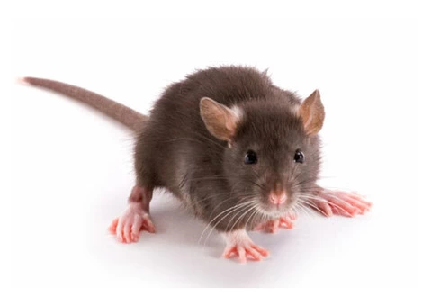 Rodent Control Adelaide - 2/4