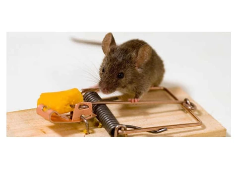 Rodent Control Adelaide - 3/4