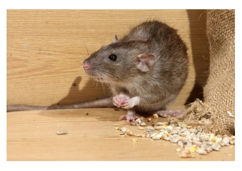 Rodent Control Adelaide - 4/4