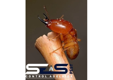 Termite Control Adelaide - 4/6