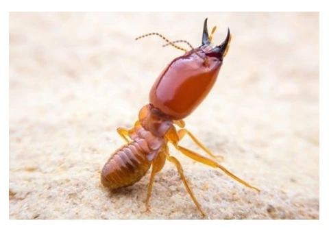 Termite Control Adelaide - 5/6