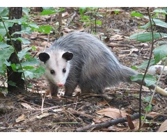 Possum Removal Adelaide