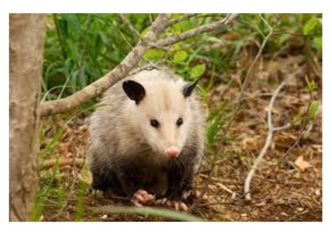 Possum Removal Adelaide - 2/4
