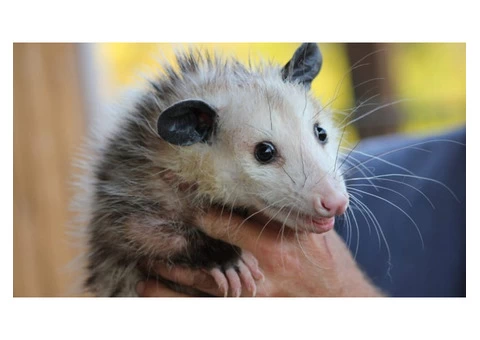 Possum Removal Adelaide - 3/4