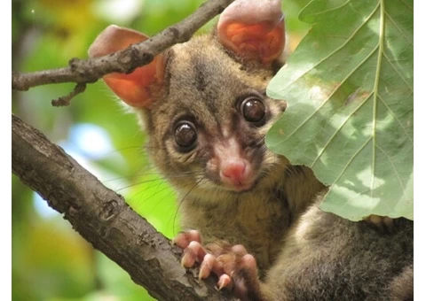 Possum Removal Adelaide - 4/4