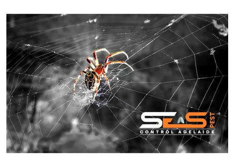 Spider Control Adelaide - 2/7