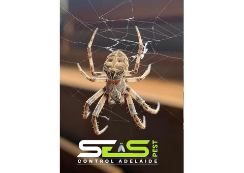 Spider Control Adelaide - 5/7
