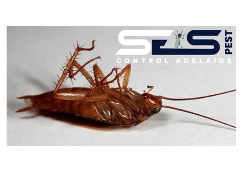 cockroach control Adelaide - 5/7