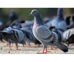 Pigeon Control Services Sydney