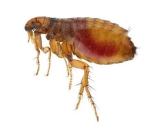 Flea Control Perth