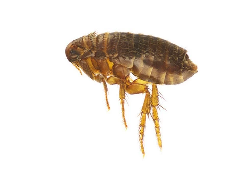 Flea Control Perth - 2/4