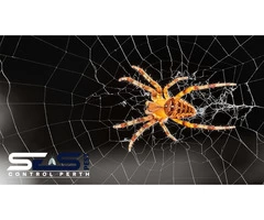 Spider Control Perth