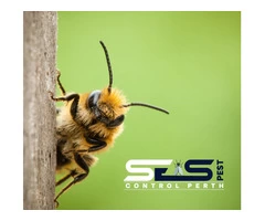 Bee and Wasp Removal Perth
