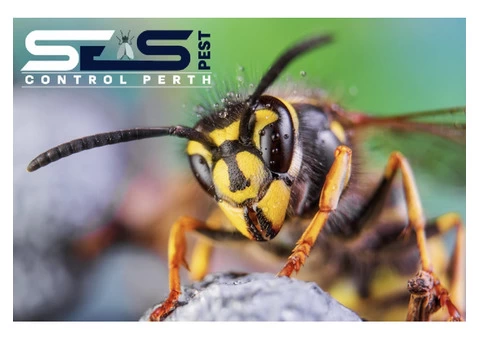 Bee and Wasp Removal Perth - 2/7