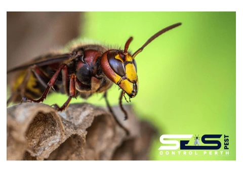 Bee and Wasp Removal Perth - 4/7